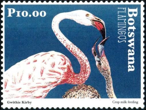 Greater Flamingo (Phoenicopterus roseus)