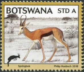 Springbok (Antidorcas marsupialis)