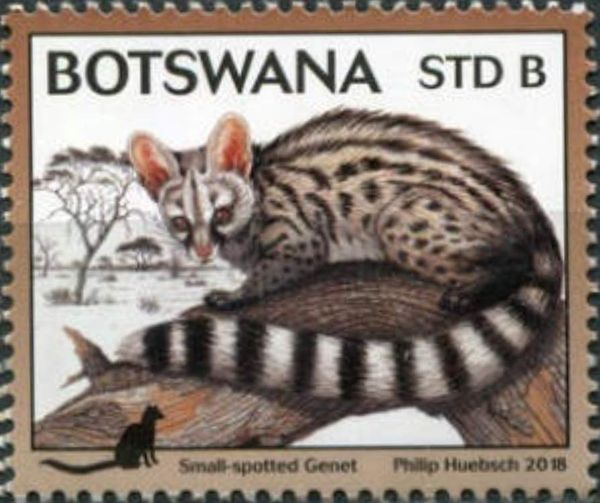 Small-Spotted Genet (Genetta genetta felina)