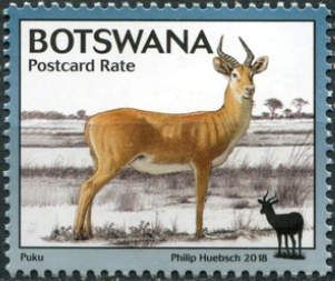 Puku (Kobus vardonii)