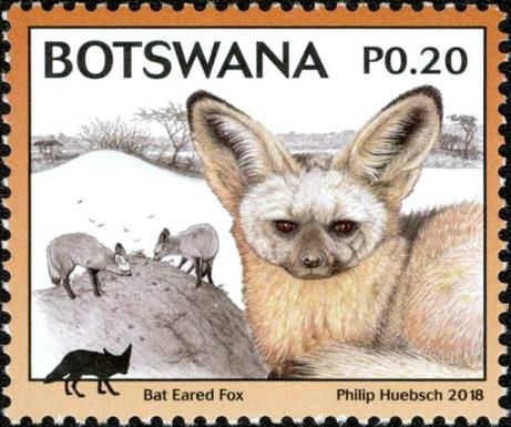 Bat-eared fox (Otocyon megalotis)