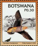 Namaqua Sandgrouse (Pterocles namaqua)