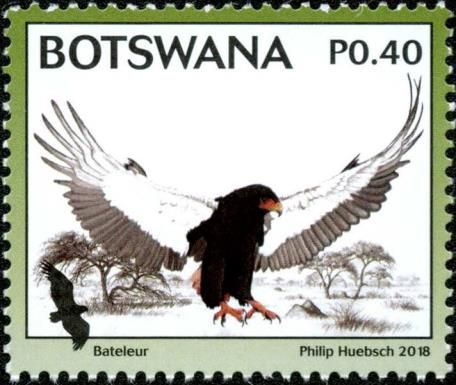 Bateleur (Terathopius ecaudatus)