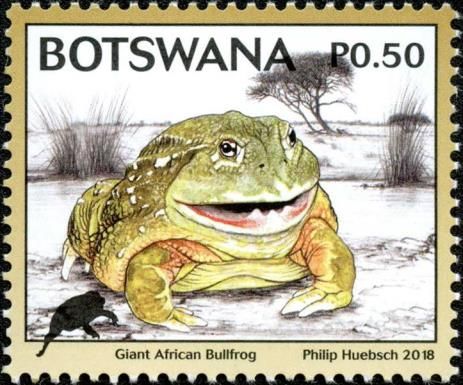Giant African Bullfrog (Pyxicephalus adspersus)