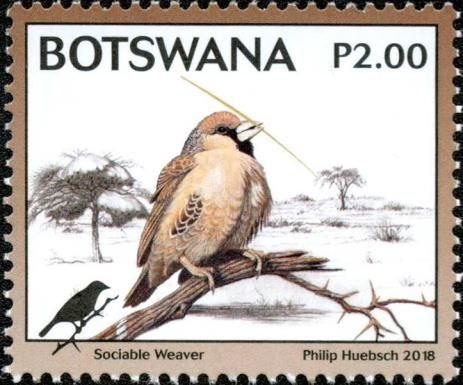 Sociable Weaver (Philetairus socius)