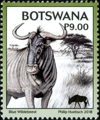 Blue Wildebeest (Connochaetes taurinus)
