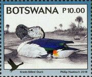 Knob-billed Duck (Sarkidiornis melanotos)