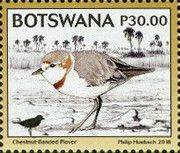 Chestnut-banded Plover (Charadrius pallidus)