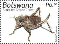 Armoured Ground Cricket (Acanthoplus discoidalis)