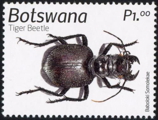 Tiger beetle (Manticora sp.)