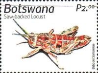 Saw-Backed Locust (Hoplolopa serrata)