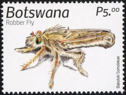 Robber Fly (Asilidae)