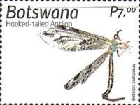 Hooked-Tailed Antlion (Palparidius capicola)