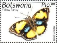 Yellow Pansy (Junonia hierta)