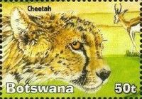Cheetah (Acinonyx jubatus)