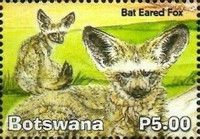 Bat Eared Fox