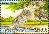 Lanner Falcon