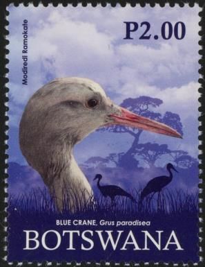 Blue Crane (Grus paradisea)