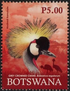 Grey Crowned Crane (Balearica regulorum)