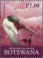 Wattled Crane (Grus carunculata)