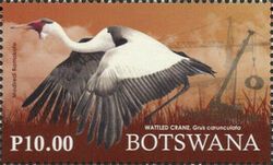Wattled Crane (Grus carunculata)