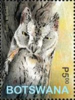 African Scops Owl (Otus senegalensis)