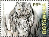 African Scops-Owl (Otus senegalensis)