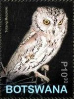 African Scops-Owl (Otus senegalensis)