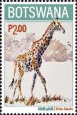 Giraffe (Giraffa giraffa)