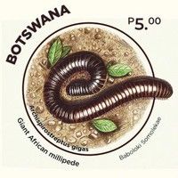 Giant African Millipede (Archispirostreptus gigas)