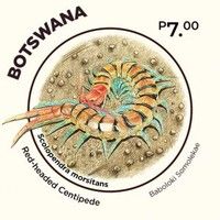 Red-Headed Centipede (Scolopendra morsitans)