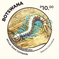 African Giant Centipede (Ethmostigmus trigonopodus)
