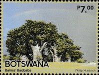 Baines' Baobabs