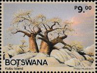 Kubu Island Baobab