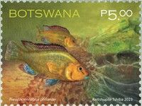 Southern Mouth Brooder (Pseudocrenilabrus philander)
