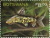 Large-Mouth Sqeaker (Synodontis macrostoma)