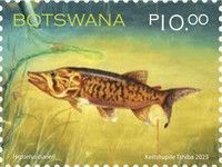 African Pike (Hepsetus cuvieri)