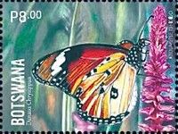 African Monarch (Danaus chrysippus)