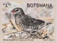 African Quail Finch (Ortygospiza atricollis atricollis)