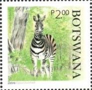 Zebras (Equus quagga)