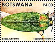 Evides pubiventris