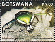 Dicronorhina derbyana