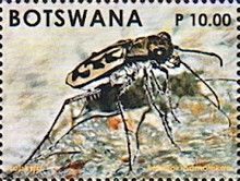 Beetles of Botswana