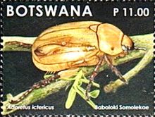Adoretus ictericus