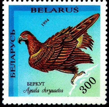 Golden Eagle (Aquila chrysaetos)