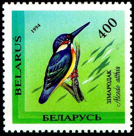 Common Kingfisher (Alcedo atthis)