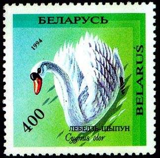 Mute Swan (Cygnus olor)