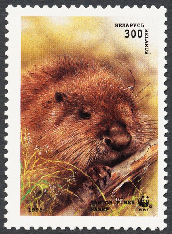 European Beaver (Castor fiber)