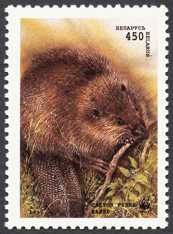 European Beaver (Castor fiber)