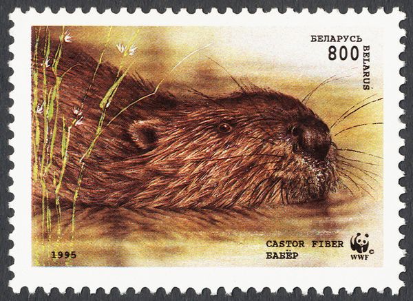 Eurasian Beaver (Castor fiber)